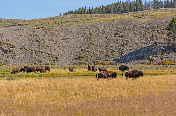 istock Bison on the Grasslands in the American West 523784265