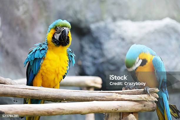 Lovely Macaws On The Branch Stock Photo - Download Image Now - Activity, Animal, Animal Wildlife