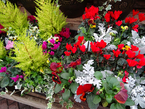 Photo showing a selection of autumn garden bedding plants, including cyclamens with pink, purple and red flowers, variegated trailing ivy, flowering pansies, golden conifers and Senecio cineraria 'Silver Dust'.
