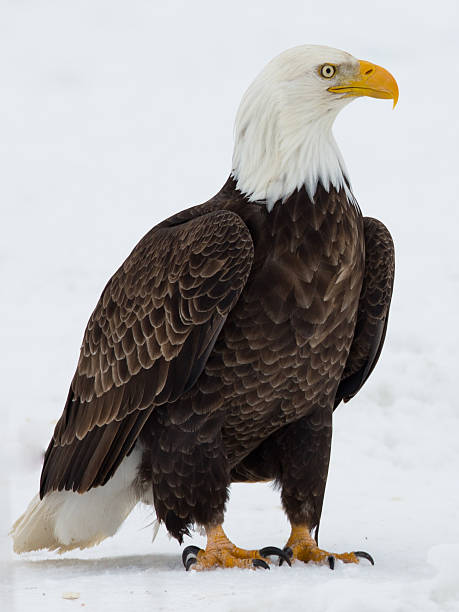 istock American Bald Eagle Detailed Closeup in Snow Field 523784963