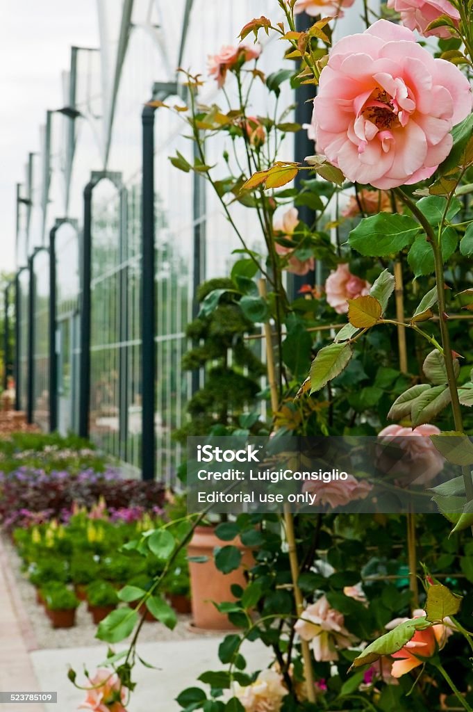 Urban Gardening Outside of a greenhouse with climbing rose in THE foreground Agricultural Building Stock Photo