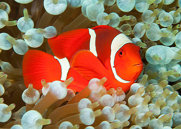 istock Red Clown Fish In White Bubble Anenome 523785269