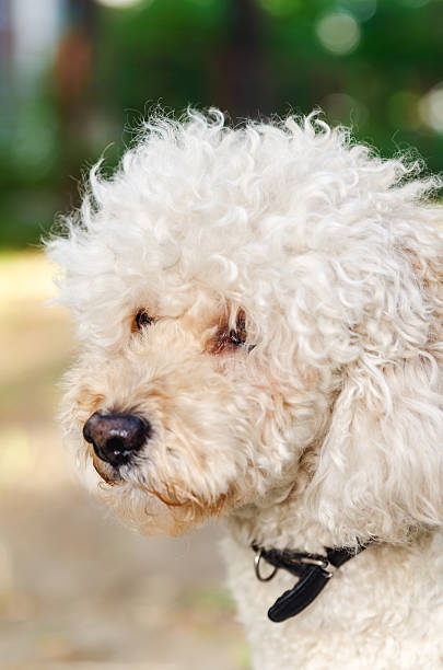 cão com colarinho, olhando para longe da câmara - dog head shot imagens e fotografias de stock