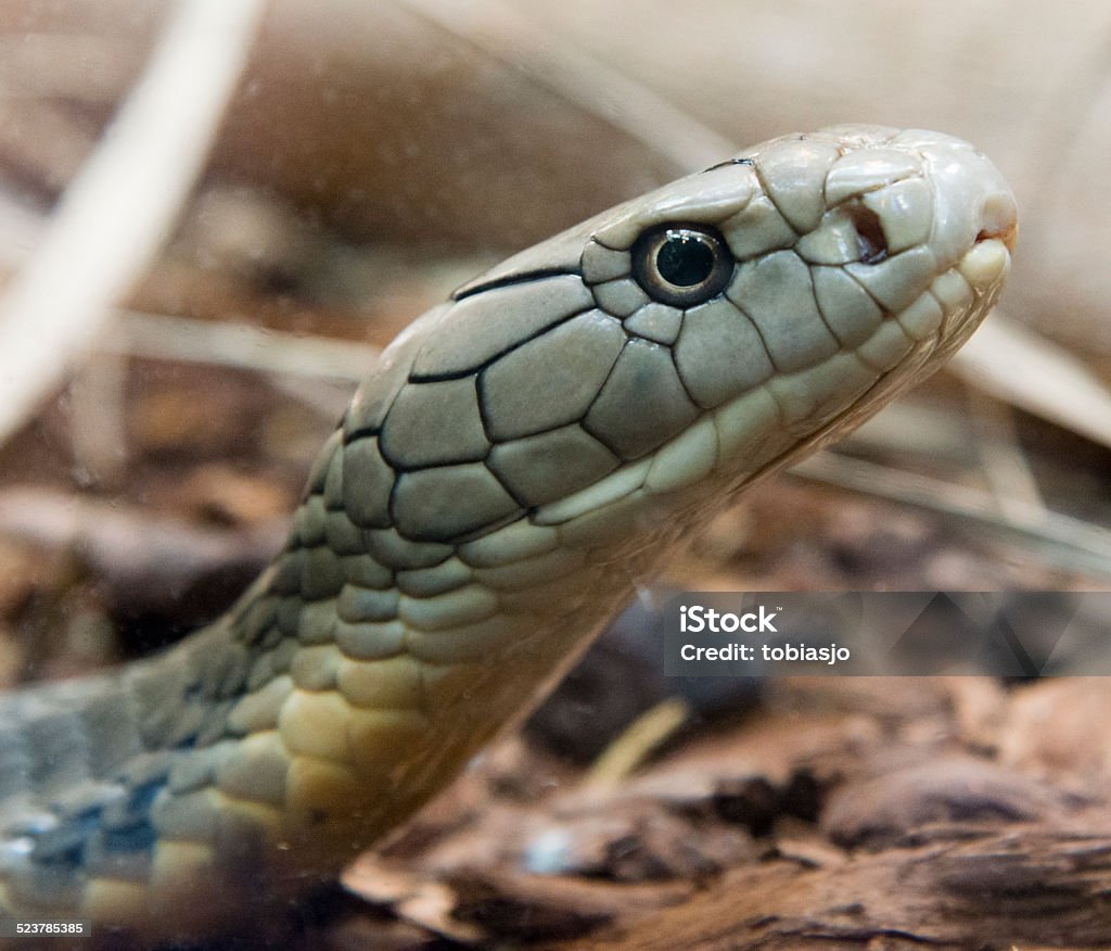 Snake Snake in the wild. Animal Stock Photo