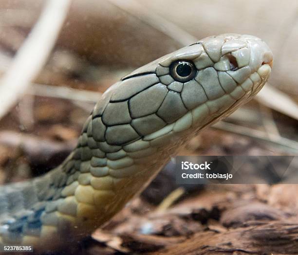 Snake Stock Photo - Download Image Now - Animal, Animal Wildlife, Danger