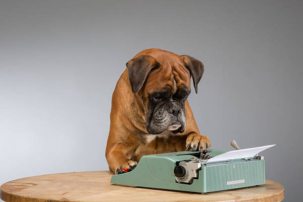 boxer cão a nota - typewriter writing journalist typing imagens e fotografias de stock
