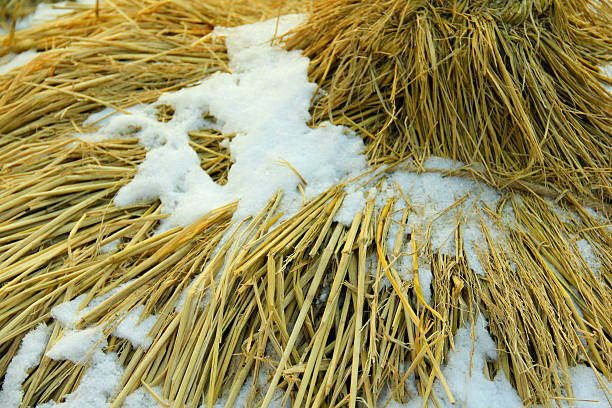 Every time I look at the snow, I just want to say \