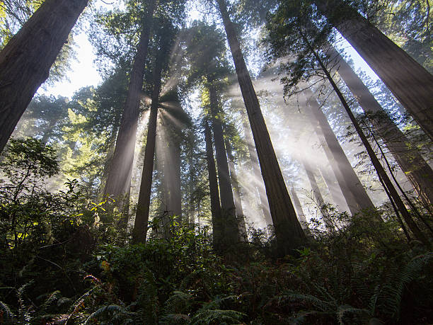 istock Rays of Sunlight Slice Through Redwood Forest Canopy 523786135
