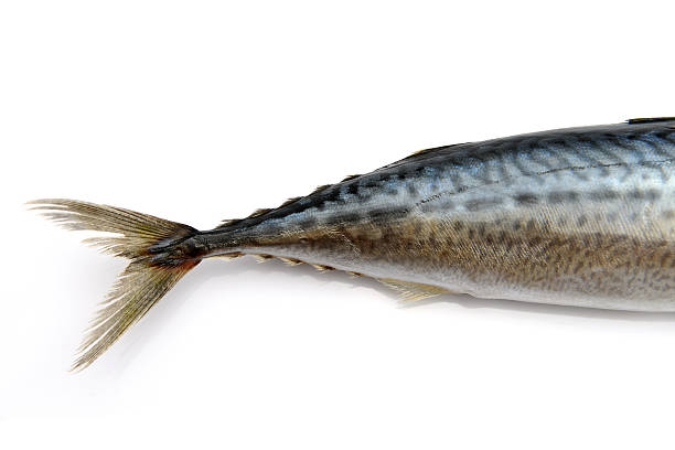 istock Closeup of fish tail, Mackerel, tuna, saba 523786259