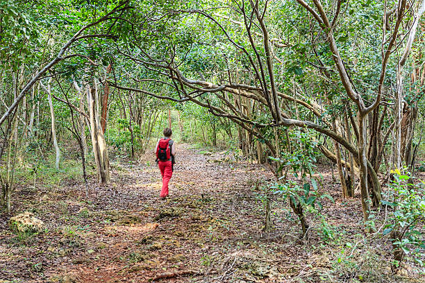 istock Las Guanas Trail, Cuba 523786285