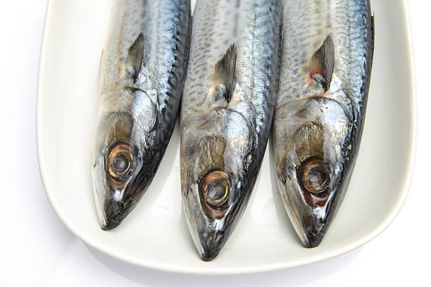 istock Fresh fish Mackerel, tuna, saba, in white plate 523786869