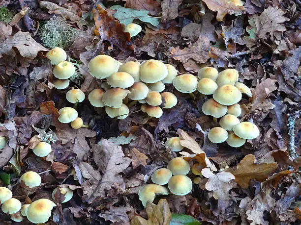 Photo showing some small mushrooms / yellow toadstools growing on a woodland floor in the wild.  This small patch of fungus is pictured in the early autumn, growing amongst the leaf litter / bark mulch and the moss plants.