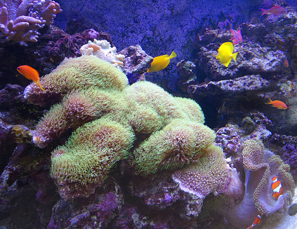 열대 해양 수족관 어항 이미지, 참되다 살아있는 산호초 - fish tank 뉴스 사진 이미지