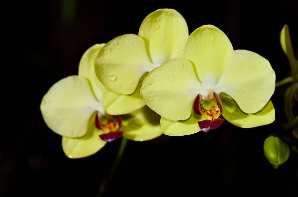 istock branch of orchid 523787067