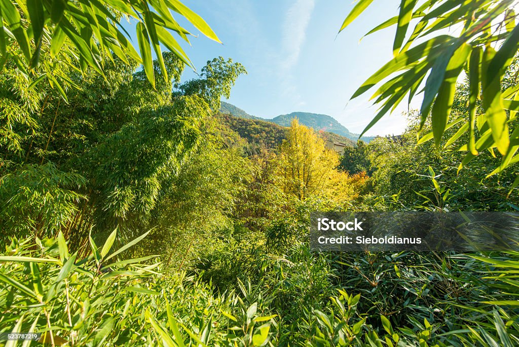 Bamboo stents rising to the sky in Merano (South Tyrol). Bamboo stents rising to the sky in Merano (South Tyrol). With green, lush foliage in late summer. Autumn Stock Photo