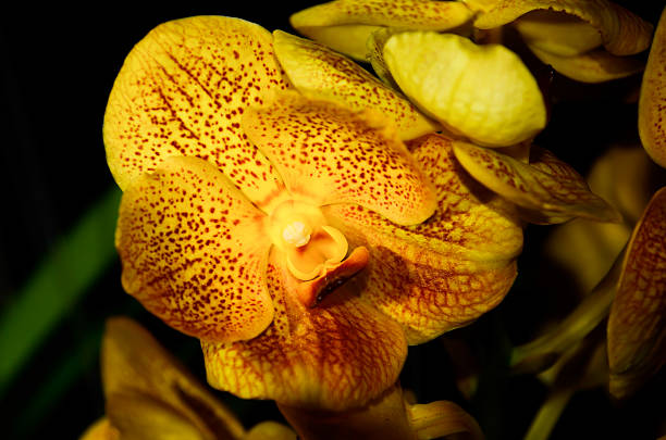 istock branch of orchid 523787535