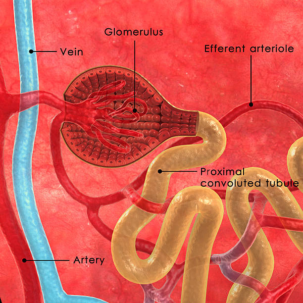 nephrons - glomerulus 뉴스 사진 이미지