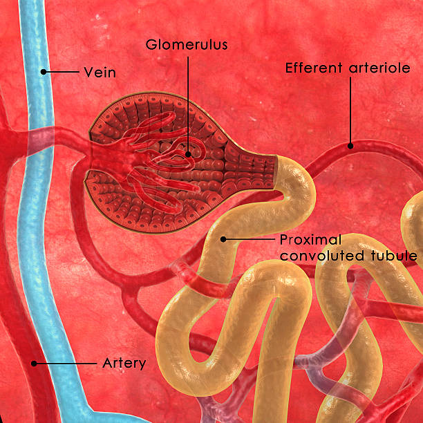 nephrons - glomerulus стоковые фото и изображения