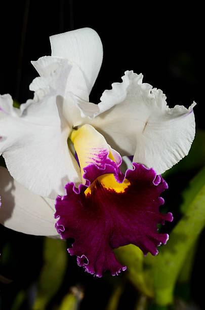 istock branch of orchid 523787965