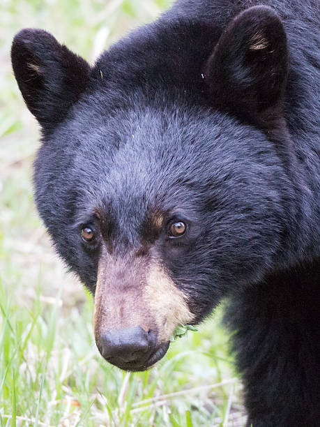 istock Yellowstone Black Bear Closeup Portrait 523788301