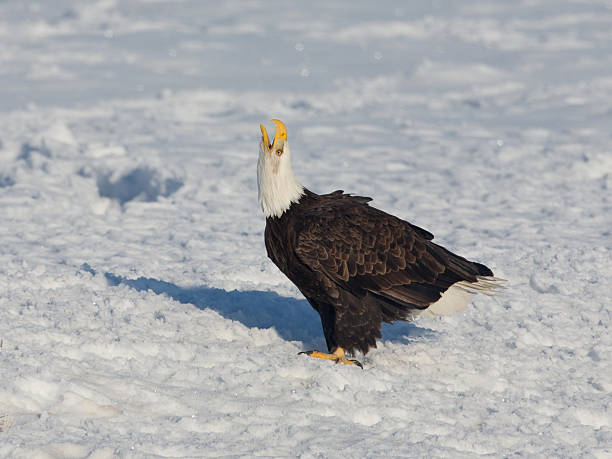 istock American Bald Eagle Calling Out in the Snow 523788655