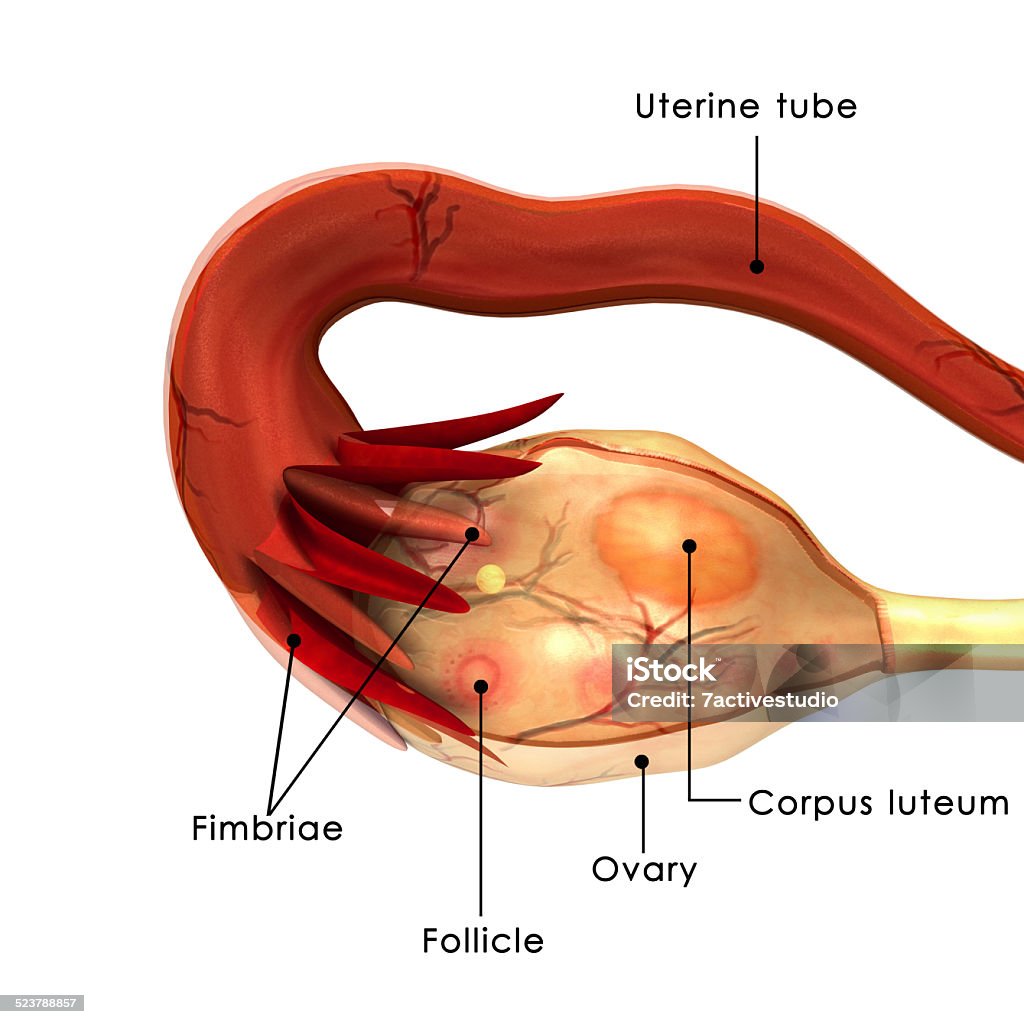 Ovary The ovary is an ovum-producing reproductive organ, often found in pairs as part of the vertebrate female reproductive system. Hormone Stock Photo