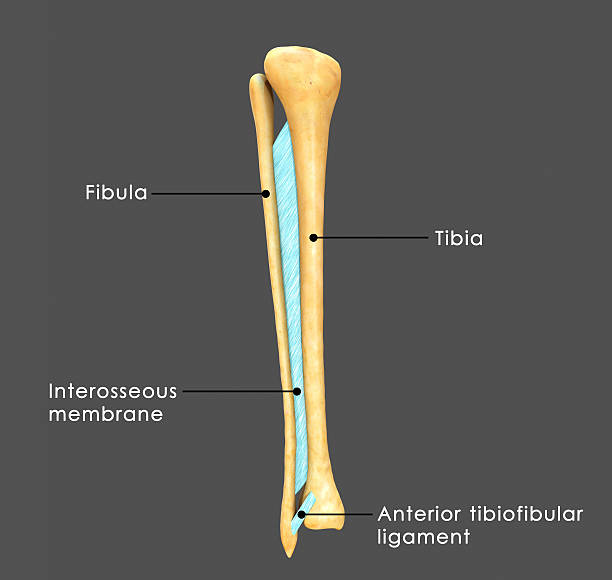 syndesmosis entre péroné et tibia - tibia photos et images de collection