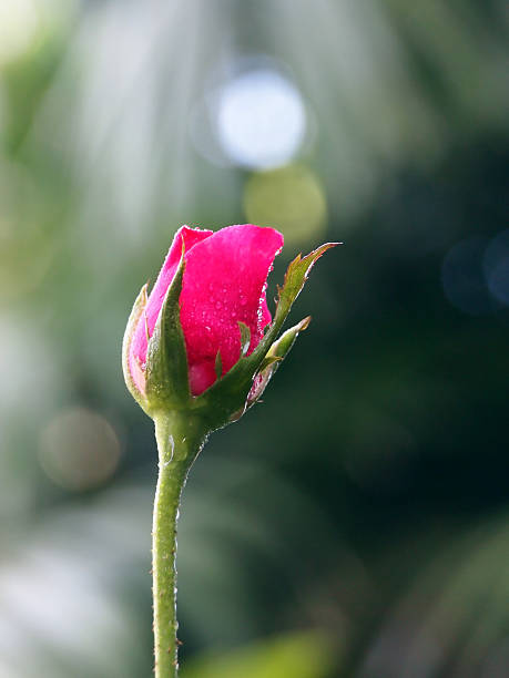 beautiful rose stock photo