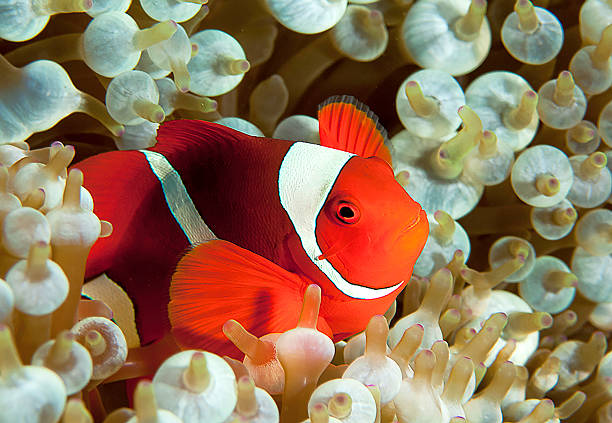 istock Red Clown Fish in Bubble Anenome 523789305