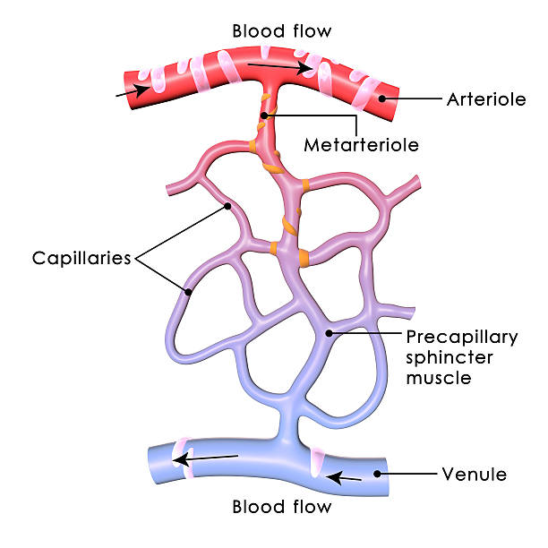 капилляры - human cardiovascular system human heart human vein blood flow стоковые фото и изображения