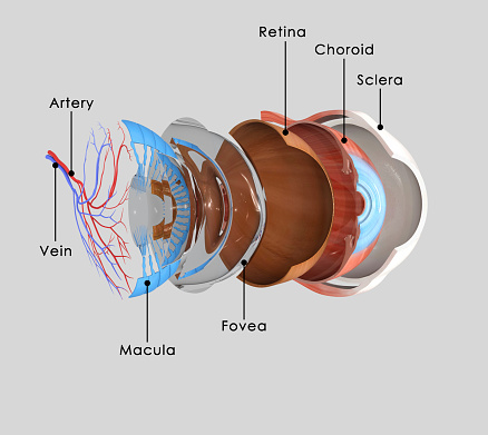 The inner layer of the eye, or retina, is similar to film in a camera. It receives light from an image we are looking at, and converts that light into electrical impulses which are sent through the fibers of the optic nerve to the brain.
