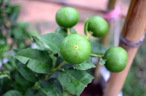 lime fresco presso l'albero - lemon fruit portion citrus fruit foto e immagini stock