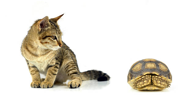 istock cat isolated and Tortoise on white background 523790197