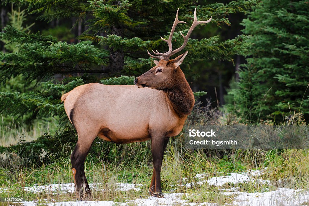 Elk  (Cervus canadensis) Wild Antlered bull elk during rutting season, Banff National Park Alberta Canada Alberta Stock Photo