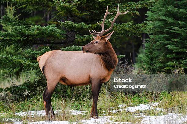 Elk Stock Photo - Download Image Now - Alberta, Animal, Animal Wildlife