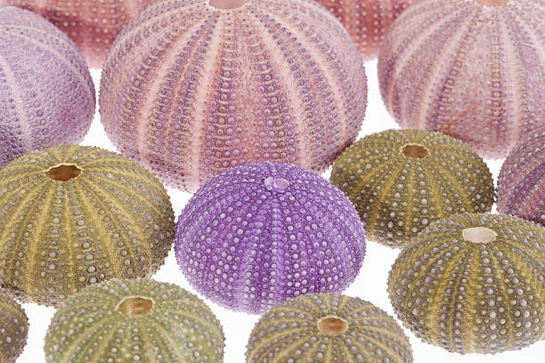 alguns seashells de ouriço-do-mar sobre fundo branco - green sea urchin fotos imagens e fotografias de stock