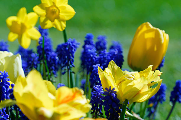 Tulips, narcissuses and grape hyacinths, Germany, Eifel.
