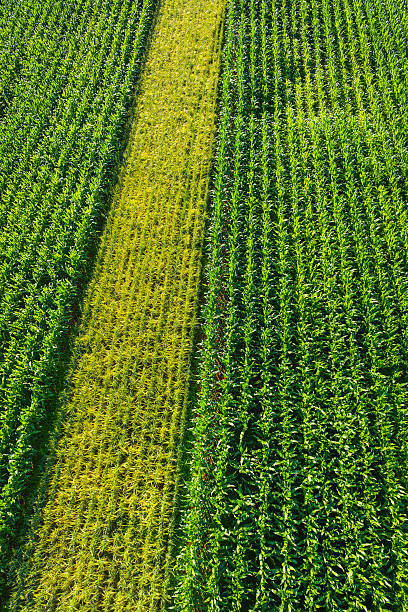 Rows of vibrant green maize sweetcorn crop ripening in the summer sunshine of a farmer's field. ProPhoto RGB profile for maximum color fidelity and gamut.