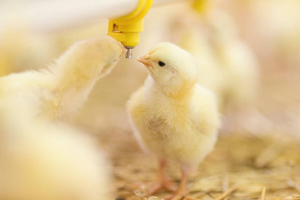 istock Little chicks at farm drinking water 523821976