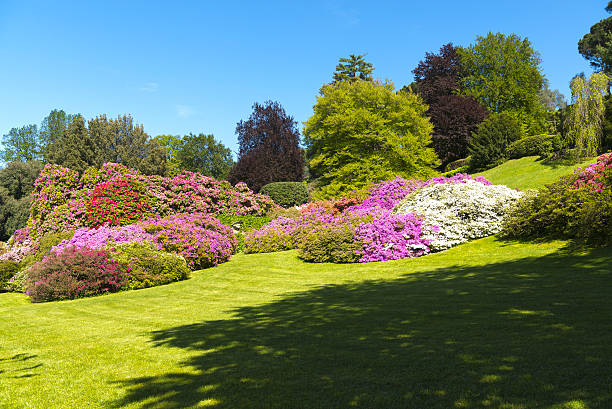 istock Flowers in the garden 523821978