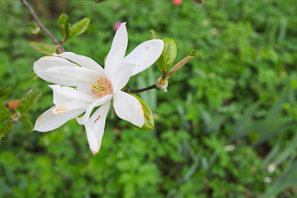 Magnolia garden all in blossom during the spring