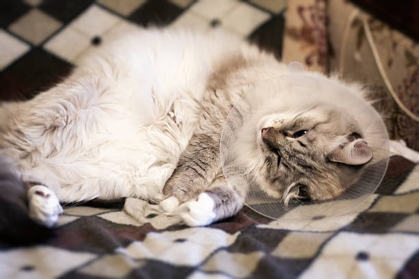 istock Beautiful cat Siberian Neva Masquerade in a plastic collar 523822810