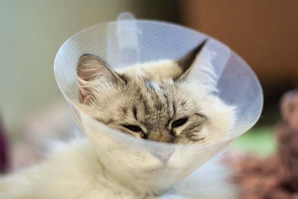 istock Beautiful cat Siberian Neva Masquerade in a plastic collar 523822868