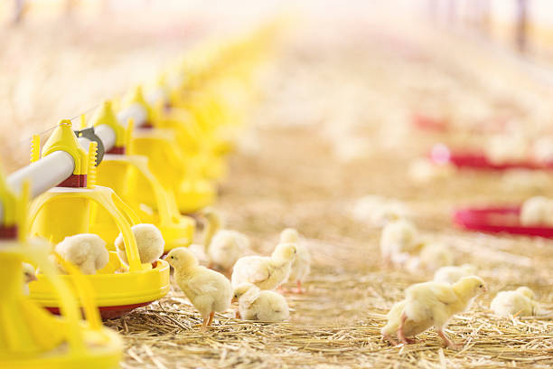 istock Flock of little chicks at farm feeding 523822946