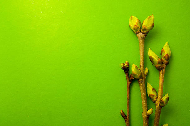 istock Buds swell background on green. Three twigs 523823048