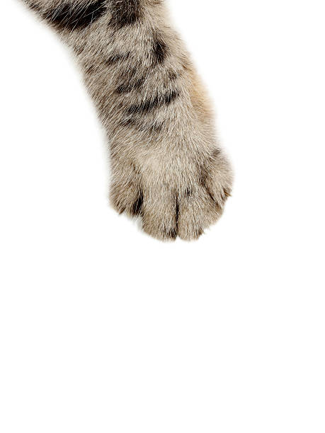 gato pata sobre el fondo blanco - dedo del pie animal fotografías e imágenes de stock