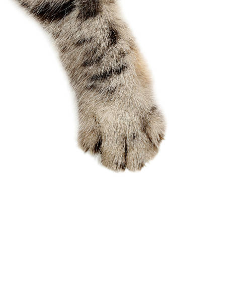 Cat paw on the white background Cat paw on the white background animal hand stock pictures, royalty-free photos & images