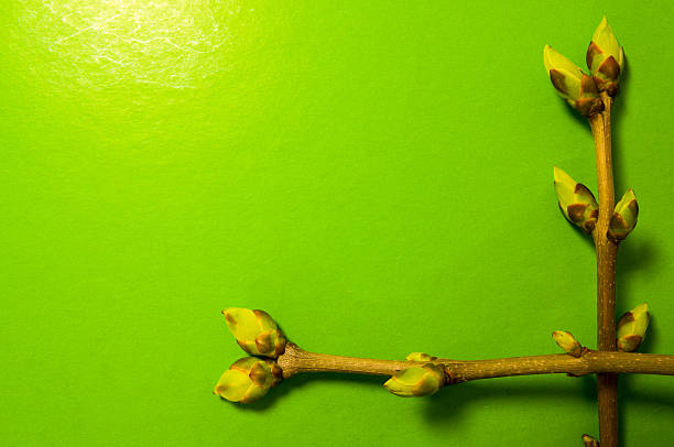 istock Buds swell background on green. Two twigs in right corner 523823122