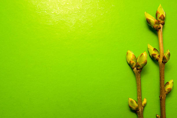 Buds swell background on green. Two twigs