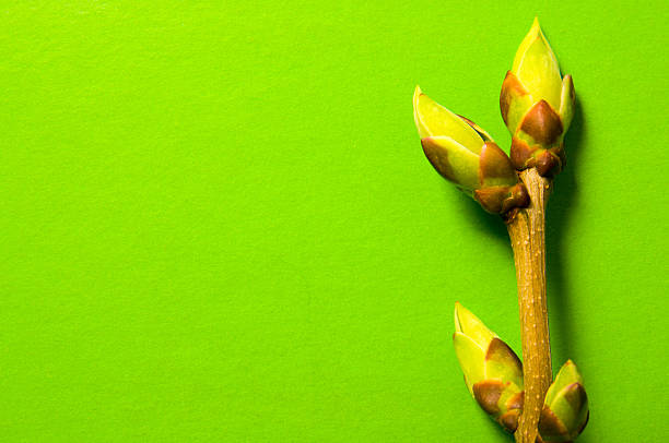 istock Buds swell background on green. One twig 523823250